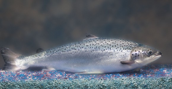 Aspecto del salmón AquAdvantage