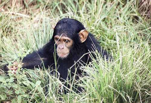 Observan a chimpancés salvajes desmontando trampas 