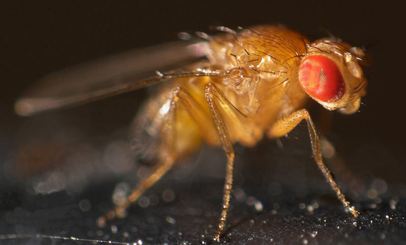 La evolución suavecita y las moscas aceleradas