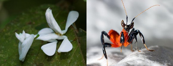 Hymenopus coronatus y ninfa al nacer