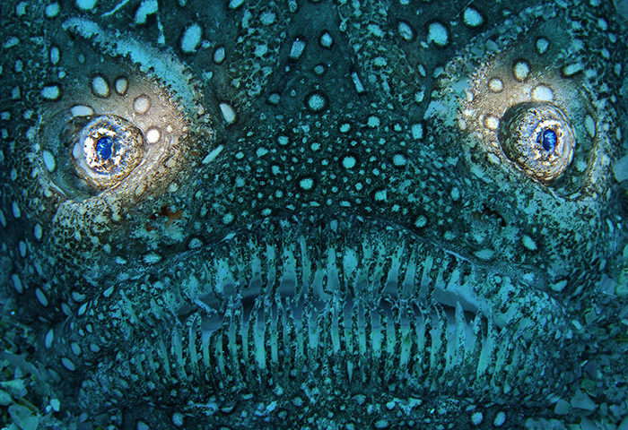 Las mejores imágenes submarinas de 2010