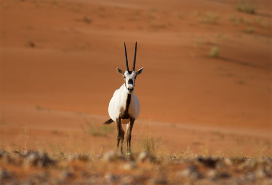 El unicornio… ¿un antílope del desierto quizás?