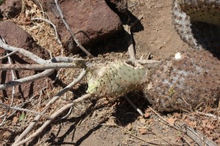 Cactus