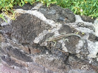 LAgarto de lava de la isla de Santa Cruz