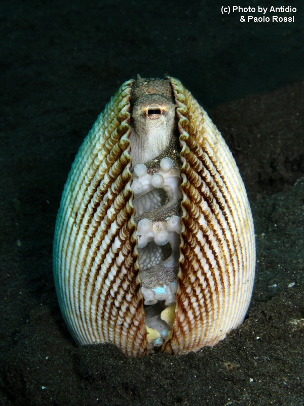 Almeja rellena de pulpo