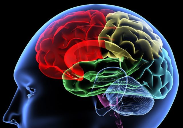 cerebro brain