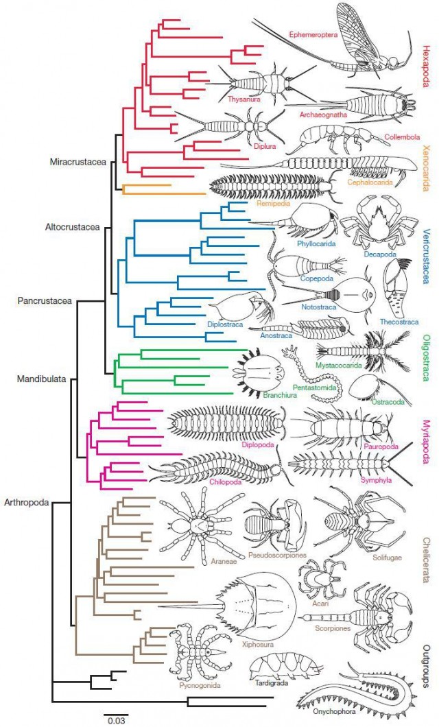 Árbol filogenético de los artrópodos. Fuente