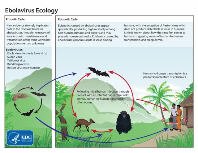 Ecología del virus Ébola