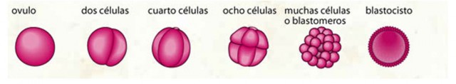 Desarrollo de un cigoto (óvulo fecundado) hasta blastocito, pasando por estadios de 4 a 8 células.