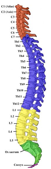 La zona de la lesión se encuentra entre las vértebras L1 – L5.