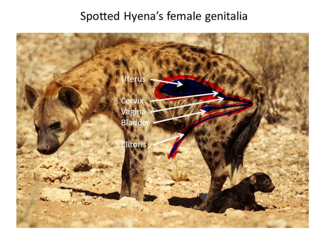 Aparato reproductor de una hiena hembra. Fuente