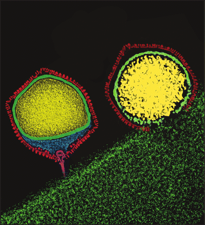 Chlorovirus: cápside icosaedrica de 190 nm (en rojo) con genoma DNA doble hebra (amarillo) rodeado de una cubierta de proteínas (en verde). Fotografía Xinzheng Zhang and Michael G. Rossmann, Purdue University. Referencia (2).