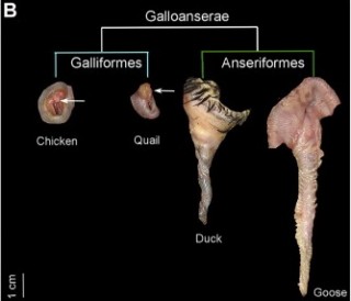 Penes de pollo, codorniz, pato y ganso. Fuente: Herrera et al, 2013
