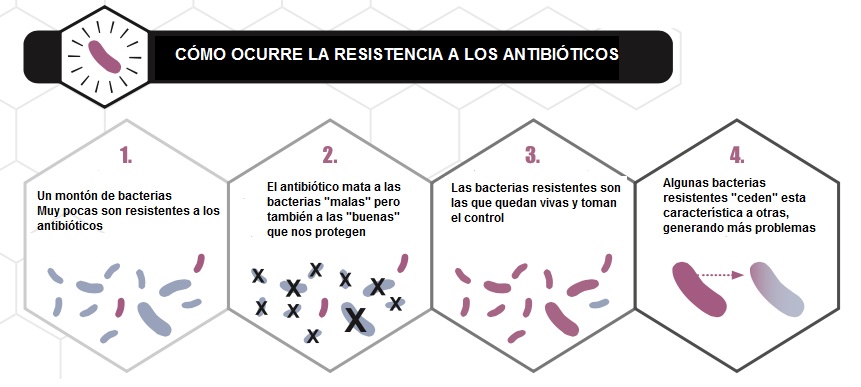 Proceso de resistencia a los antibióticos. Es totalmente natural aunque lo aceleramos con el uso inapropiado de antibióticos. Fuente Wikipedia (traducido)