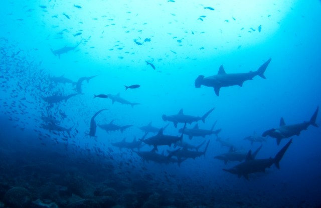 Escuelas de tiburones martillo