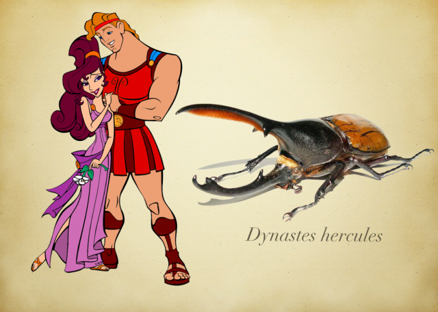 Hércules, Meg y Dynastes hercules.