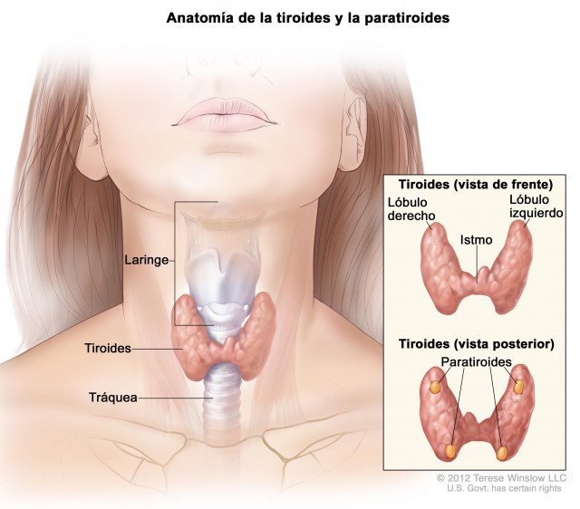 Glándula tiroides. | instituto nacional del cancer NIH
