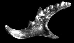 Aparato mandibular fósil de Hadoprion. Fuente