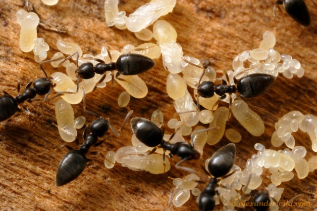 Technomyrmex difficilis. En esta foto se ve a hormigas obreras junto con distintas fases del desarrollo: huevos, larvas y pupas.