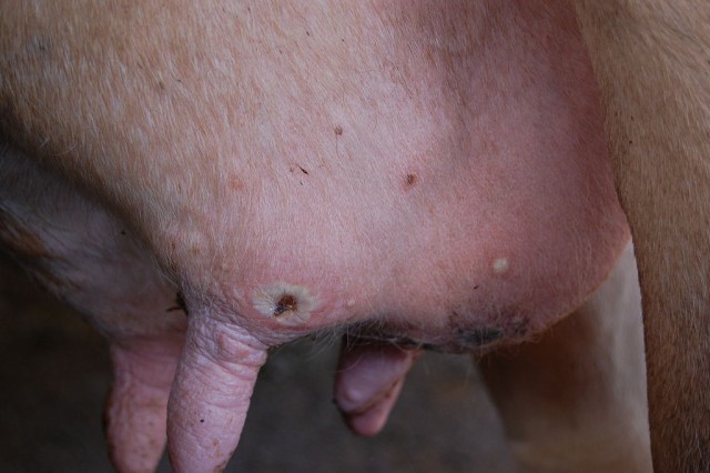 Ubre bovina con pústulas causadas por la viruela bovina. Fuente: commons Wikipedia.