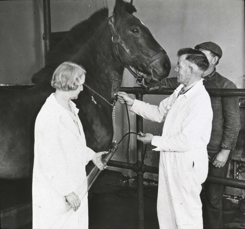 Extracción de sangre de un caballo para elaborar suero anti diftérico. Fuente: National museum of American History