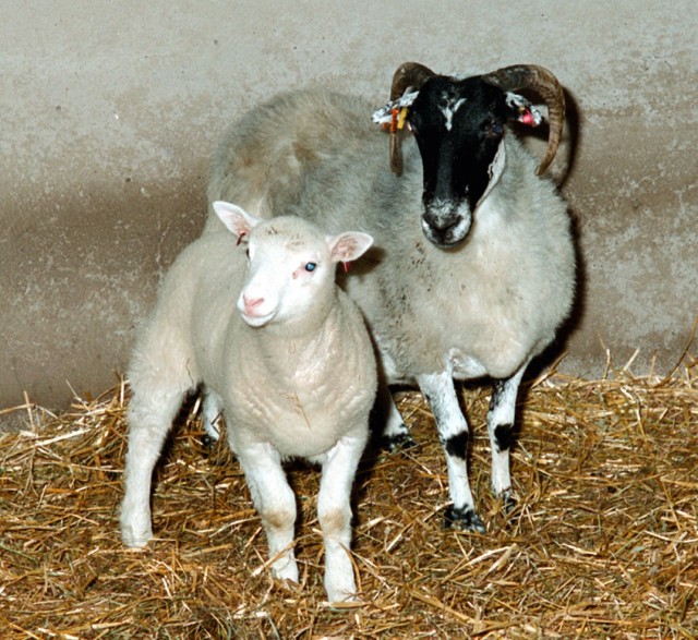 La oveja Dolly, de joven, posando junto a su madre de alquiler. Foto cortesía del Instituto Roslin, Universidad de Edimburgo.
