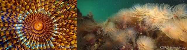 Fotografías del poliqueto Sabella spallanzanii, un gusano del Mediterráneo que se caracteriza por sus vistosas branquias en espiral que  hacen que se le denomine coloquialmente como "Plumero de mar".
