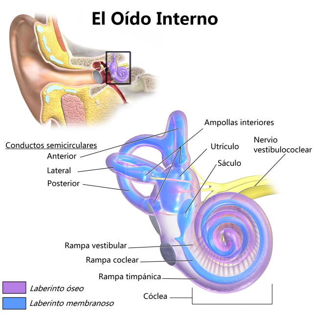 Detalle de la cóclea en el oído interno. Wikicommons. Autor Bruce Blaus