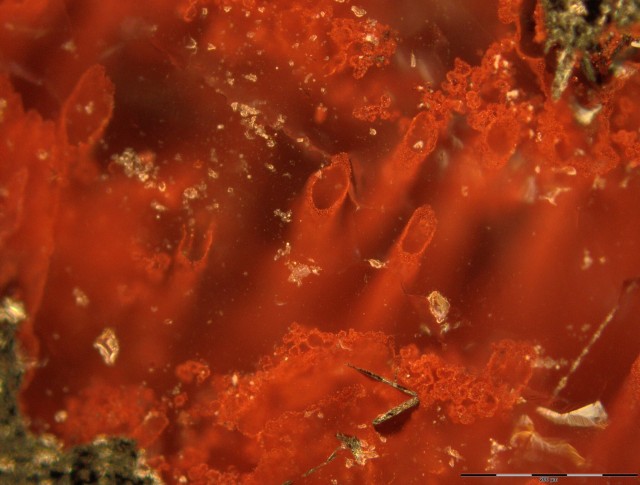 Túbulos producidos por microorganismos en rocas sedimentarias de Quebec (Nature)