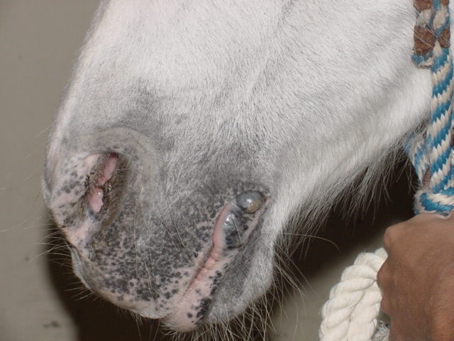 Melanoma en el belfo inferior de un caballo de capa torda