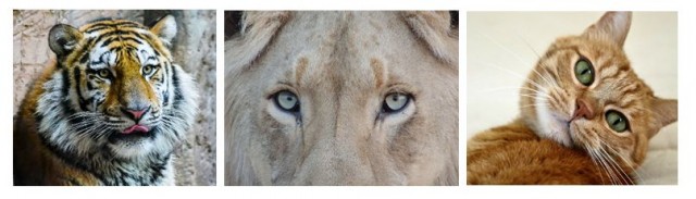 Contraste en las formas de las pupilas de los felinos. Tigre y león las presentan redondas mientras que los gatos las tienen rasgadas o verticales