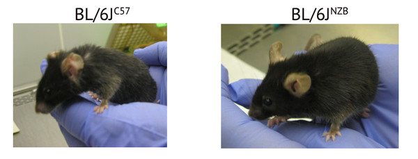 A la izquierda, un ratón con el genoma mitocondrial acelerado y a la derecha otro de la misma edad con un envejecimiento más sano. / CNIC