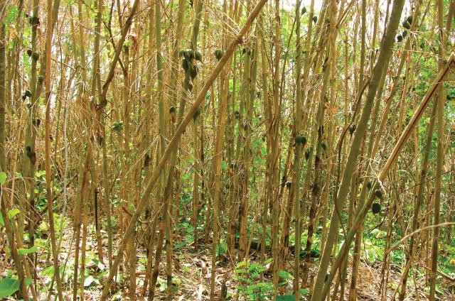 Melocanna baccifera, una especie de bambú y sus frutos