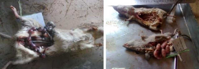 Necropsia de ratas durante el Mautam. Todas ellas presentan embriones y todas ellas están lactando.