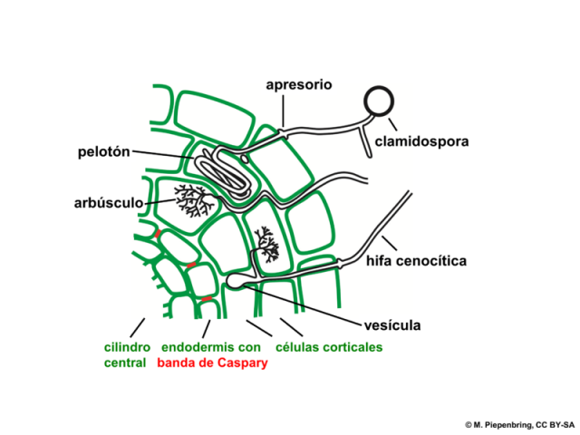 Colonización radicular por parte del hongo micorrícico arbuscular