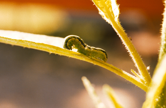 Larva de Spodoptera exigua alimentándose de planta de tabaco silvestre