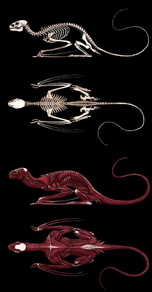 Esqueleto y musculatura de un dragón. Fuente