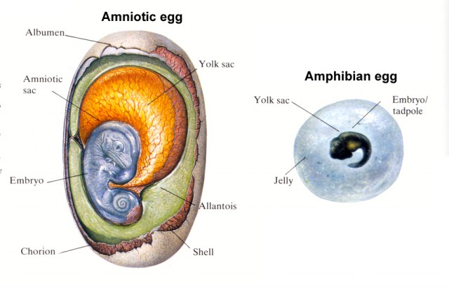 Huevo amniota vs huevo anamniota. Fuente