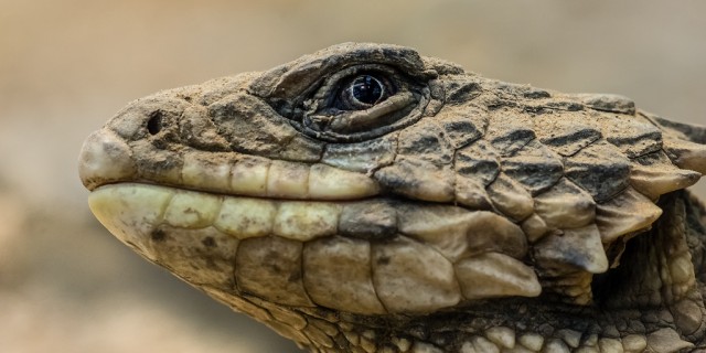 Algunos reptiles de nuestro planeta parecen dragones reales. Detalle de la cabeza de Smaug giganteus. Fuente