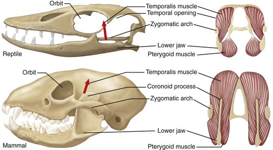 Comparativa entre los músculos masticadores de reptiles y mamíferos. Fuente