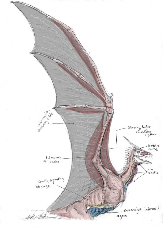 Anatomía interna de un dragón, con sus correspondientes sacos de fuego en el cuello. Fuente