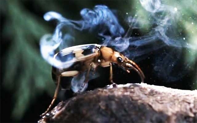 Un escarabajo bombardero tras lanzar su chorro. Fuente