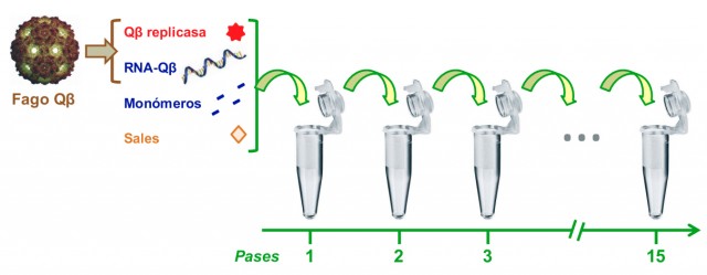 Esquema del proceso de pases tubo a tubo diseñado y optimizado en el grupo de Spiegelman