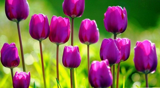 tulipanes1