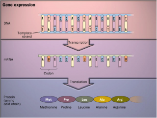 Dogma central de la biología molecular (fuente)