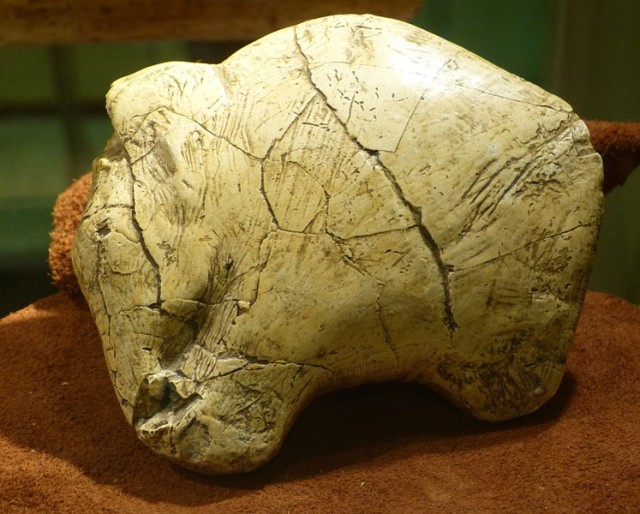 En el yacimiento de Predmostí han aparecido fósiles de protoperros que vivían con cazadores de mamuts. Algunos investigadores sugieren que estos animales eran usados para la caza. En la fotografía, réplica de una talla de mamut descubierta en Predmostí. Autor: Wolfgang Sauber. Fuente: https://en.wikipedia.org/wiki/File:KM_-_Altsteinzeit_Mammut.jpg  