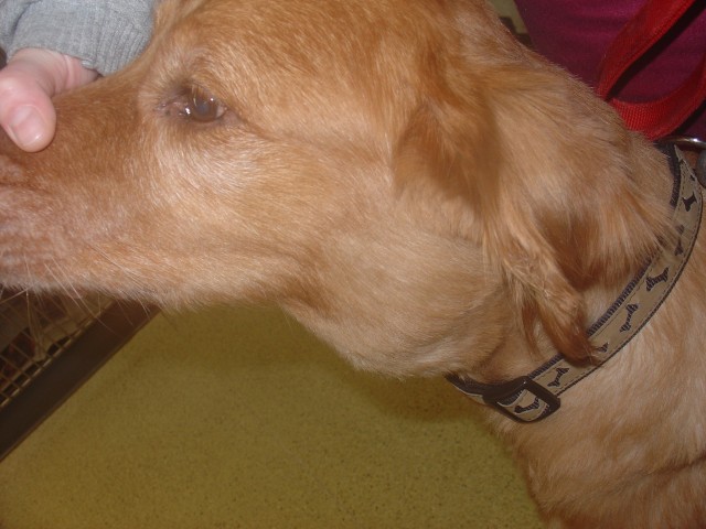 Linfoma en un perro. Fuente Wikipedia Commons