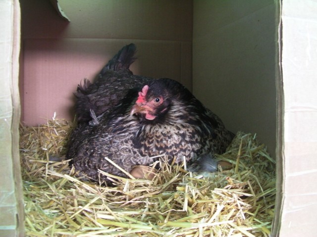 Para las gallinas tener acceso a un nido es muy importante, incluso más que comer cuando se acerca el momento de poner, por ello la normativa europea exige que las jaulas para ponedoras dispongan de nidales. Fuente: Commons Wikipedia