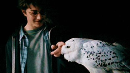 Harry con Hedwig, que recordemos no es una lechuza, sino un búho nival. Fuente