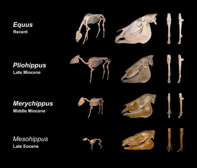 Fósiles que muestran –de abajo arriba- la evolución de los équidos. Ésta tuvo lugar en el continente americano.